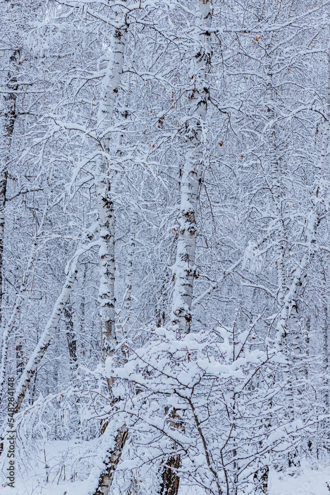 Obraz premium Winter forest, snow-covered pines and birches.