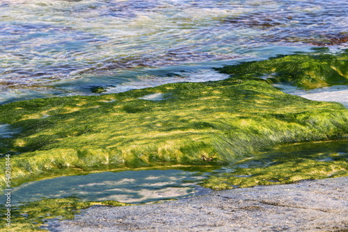 Green algae on the rocks on the Mediterranean coast.