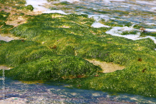 Green algae on the rocks on the Mediterranean coast.