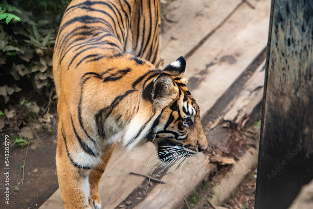 Fototapeta premium 上野動物園 スマトラトラ