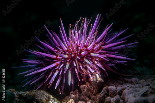 Underwater photo of a purple sea urchin on a reef in California's Channel Islands. 