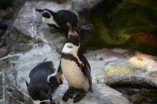 Fotografija Closeup shot of penguins standing on rocks at the zoo