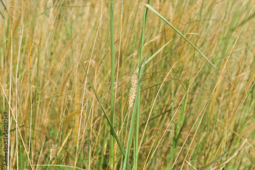 Fototapeta Naklejka Na Ścianę i Meble -  Reed grass.  reed plant in the nature. perfect for nature wallpaper and background