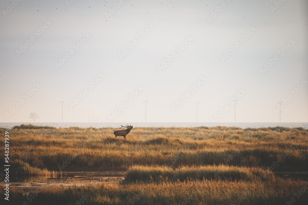 Rutting stag on the dunes