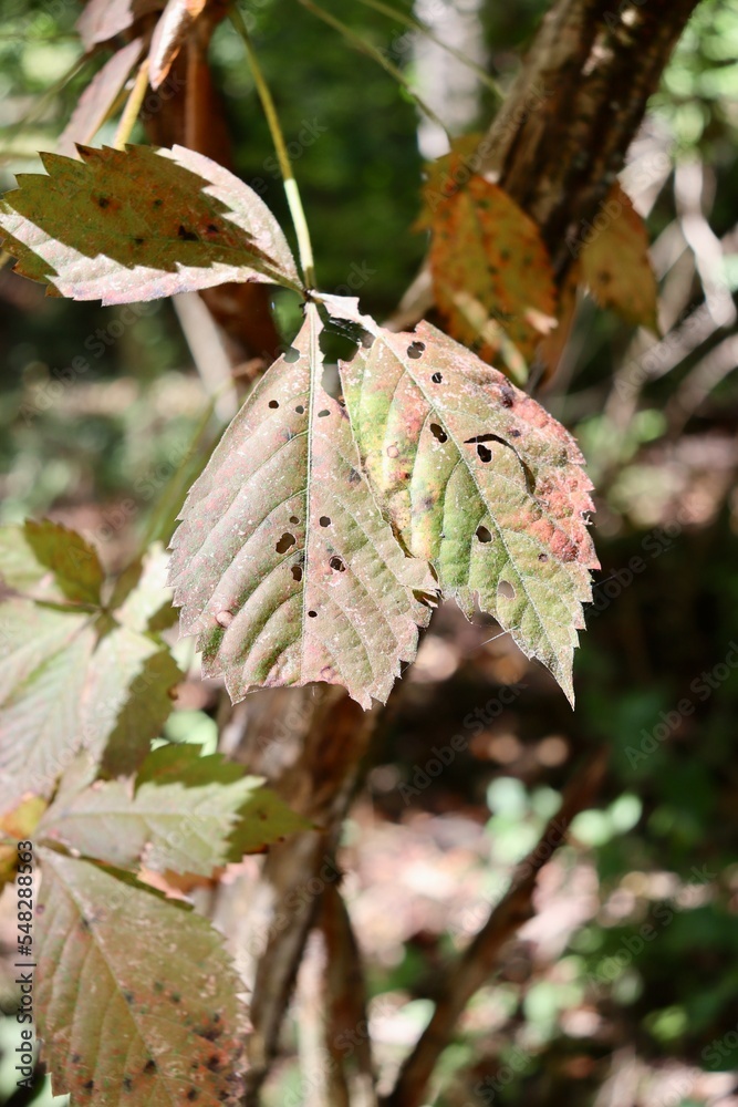 A close view of the leaves on the tree branch. A close view of the leaves on the tree branch.