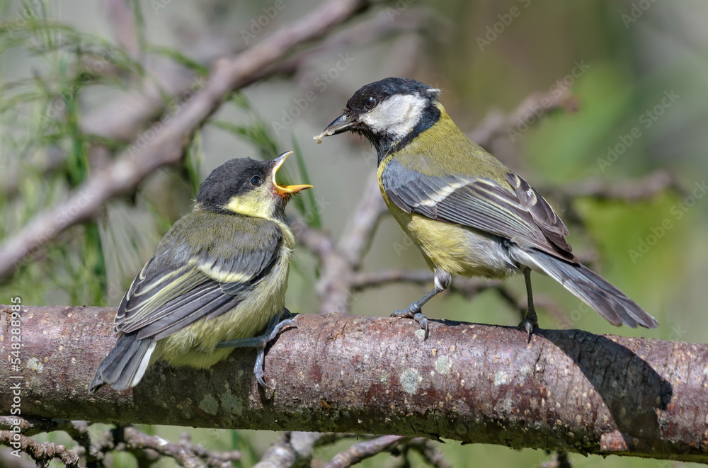 Obraz premium Adult Great tit (parus major) feeding his small hungry chick with open mouth with savory food 