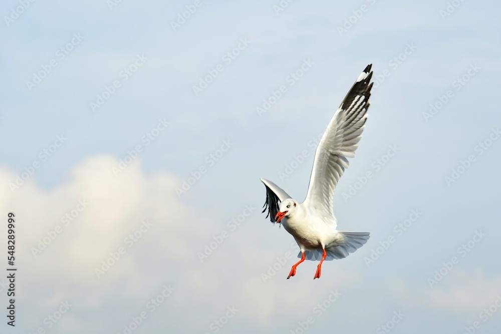 seagull in flight seagull in flight