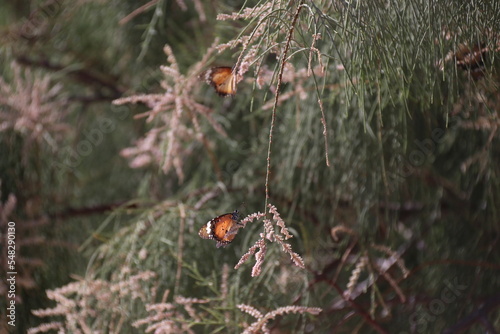 Butterfly on a leaf