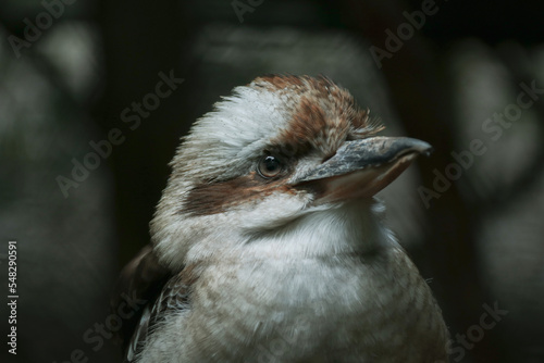 close up of a kookaburra