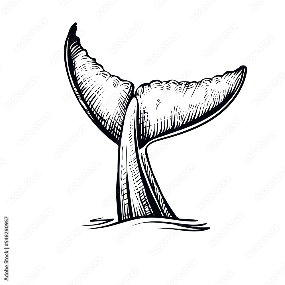 Whale tail in the water, vector illustration. Black and white whale’s sketch. - obrazy, fototapety, plakaty 