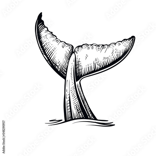 Whale tail in the water, vector illustration. Black and white whale’s sketch.