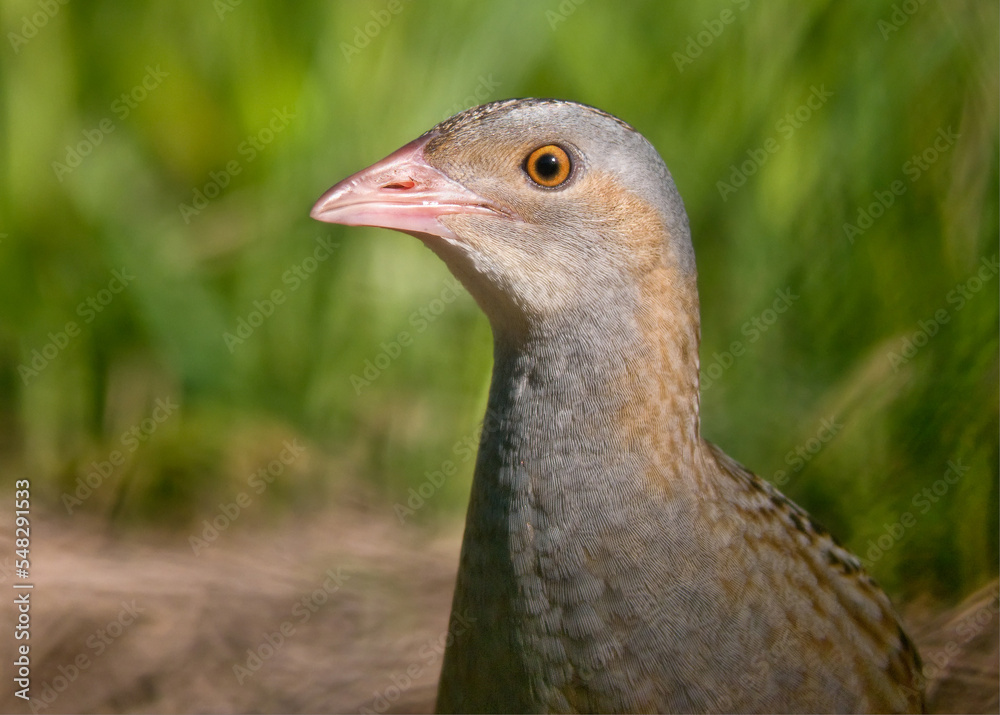 Corn crake (crex crex) close portrait in the summer field Corn crake (crex crex) close portrait in the summer field