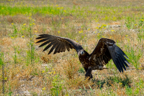 White-taileg eagle is walking on the field in summer