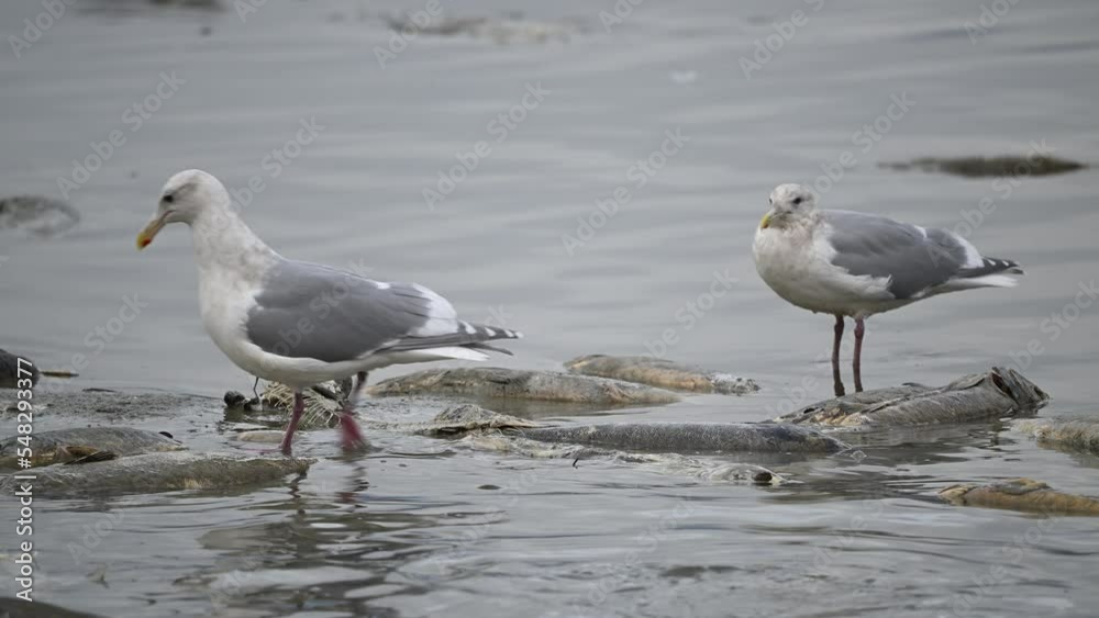 At the end point of their journey, salmon are returning from the sea to the river where they were born. Laying eggs and then die. Gulls are eating the dead ones while some live salmon swimming around At the end point of their journey, salmon are returning from the sea to the river where they were born. Laying eggs and then die. Gulls are eating the dead ones while some live salmon swimming around
