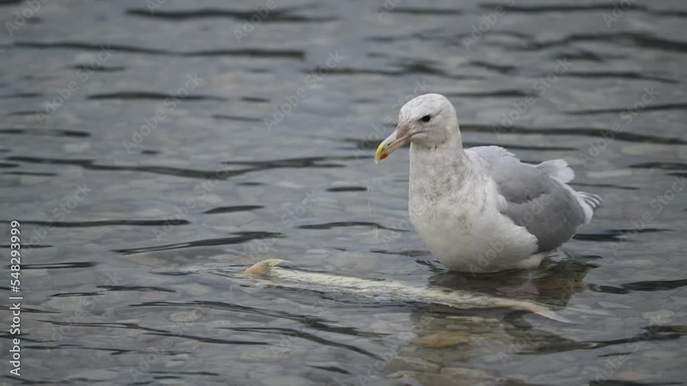 At the end point of their journey, salmon are returning from the sea to the river where they were born. Laying eggs and then die. Gulls are eating the dead ones while some live salmon swimming around At the end point of their journey, salmon are returning from the sea to the river where they were born. Laying eggs and then die. Gulls are eating the dead ones while some live salmon swimming around