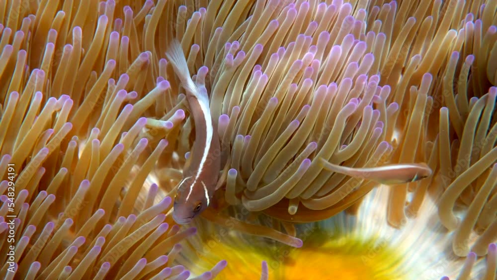 Pink skunk clownfish among pink anemone patch in sea tropical water Pink skunk clownfish among pink anemone patch in sea tropical water