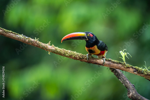 Fiery-billed Aracari - Pteroglossus frantzii is a toucan, a near-passerine bird. It breeds only on the Pacific slopes of southern Costa Rica and western Panama photo