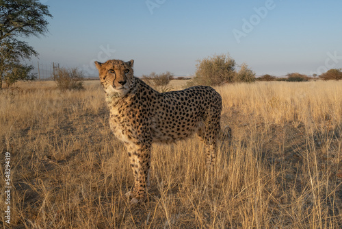 cheetah in the African savannah waiting for prey Namibia.