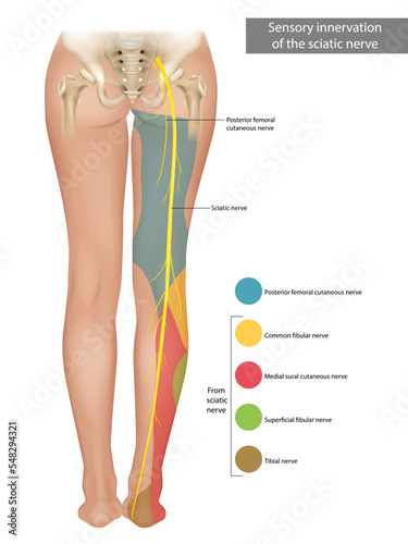 The Sciatic Nerve. Sensory innervation of the sciatic nerve. Sciatica. Medical Illustration photo