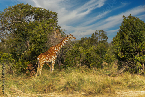 Giraffe in front Amboseli national park Kenya masai mara.(Giraffa reticulata) sunset.