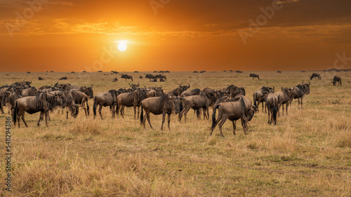 Fototapeta Naklejka Na Ścianę i Meble -  Wildebeest migration, Serengeti National Park, Tanzania, Africa