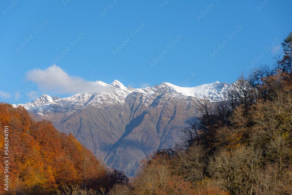 Autumn landscape range , yellow red foliage of forest trees illuminated by the sun. Visible in the distance high mountains with snow capped peaks and firs in a blue haze. Autumn landscape range , yellow red foliage of forest trees illuminated by the sun. Visible in the distance high mountains with snow capped peaks and firs in a blue haze.