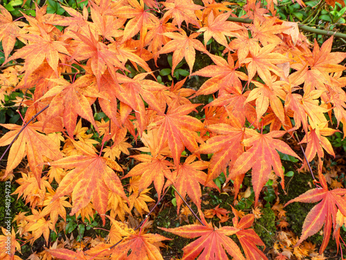 Autumn leaves on a Japanese maple shrub