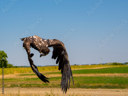 Fototapeta Naklejka Na Ścianę i Meble -  A white-tailed eagle is flying under the blue sky