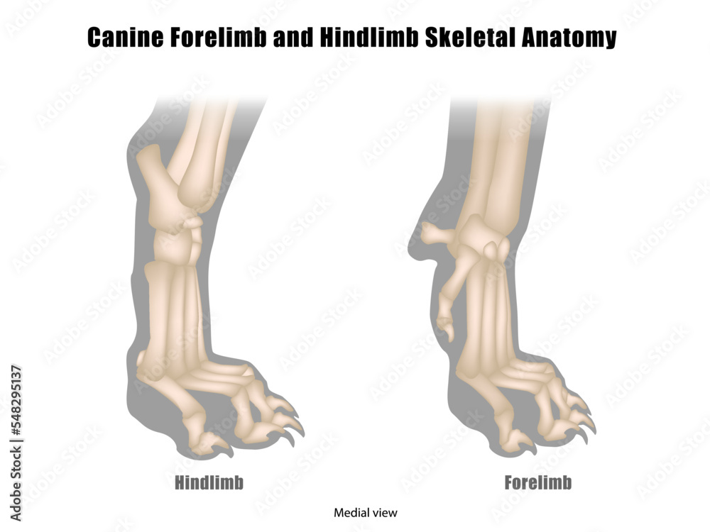 Anatomy of Dog Paws with Forelimb and Hindlimb Bones. Canine Paws