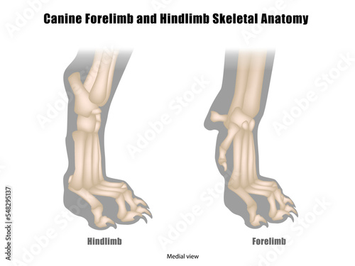 Anatomy of Dog Paws with Forelimb and Hindlimb Bones. Canine Paws Skeletal Anatomy. Medial view
