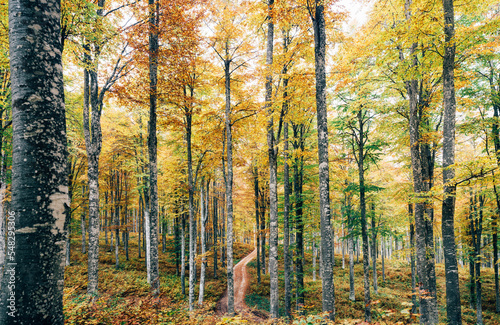 Path in the middle of the forest with autumn foliage