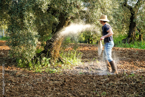 Canvas Print Farmer supplying granulated fertilizer to olive tree, oil plants