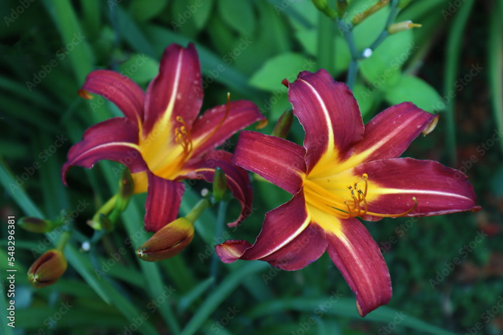 Fototapeta premium Lilies. Beautiful burgundy flowers on a green background. Close-up. Selective focus. Copyspace
