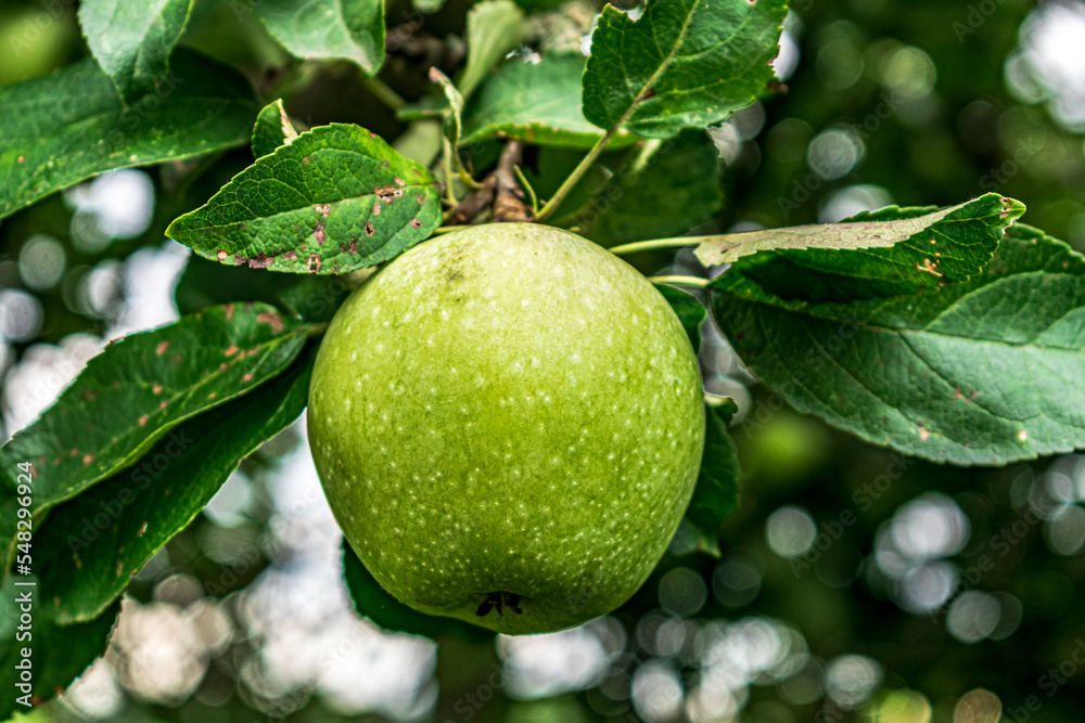 green apple on tree green apple on tree