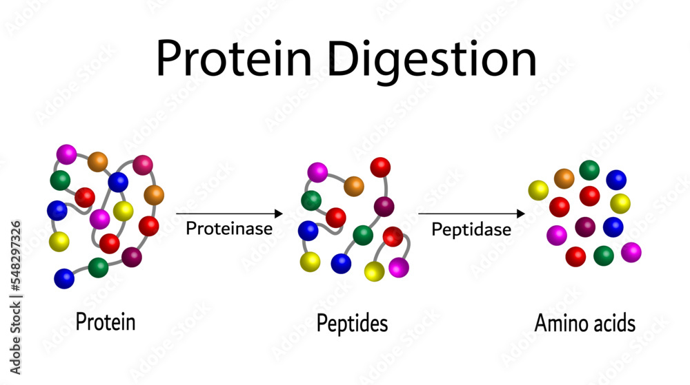 Protein Digestion. Proteases Enzymes (proteinases and peptidases) are