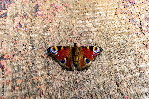 butterfly on a wooden board