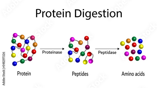 Protein Digestion. Proteases Enzymes (proteinases and peptidases) are digesting and breaking the protein into small peptide chains then into single amino acids, to be absorbed into the blood stream photo