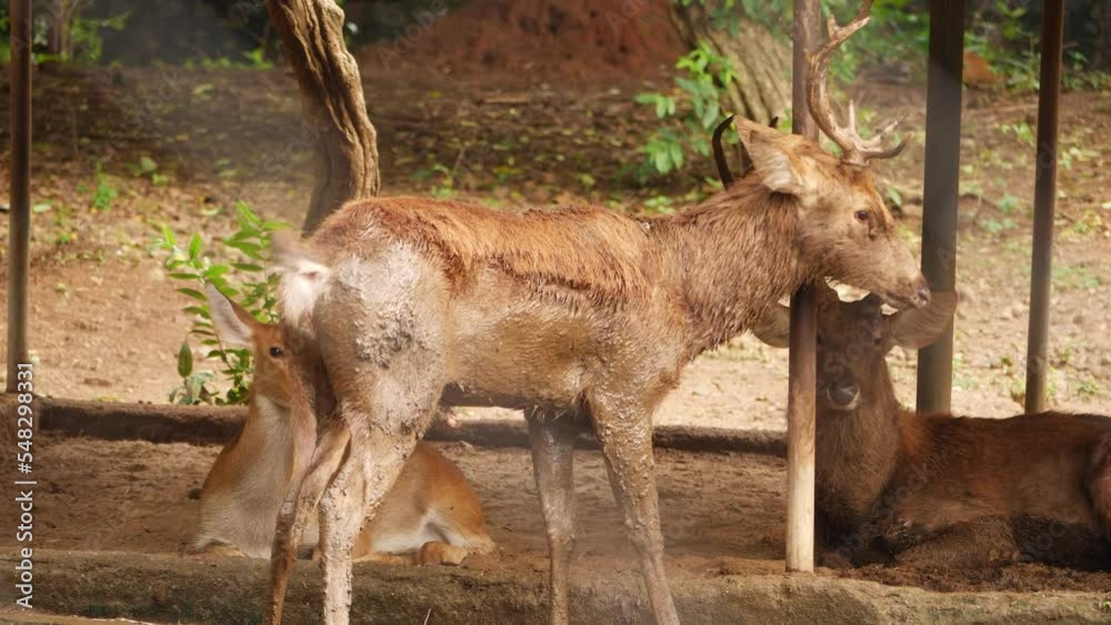 Standing sitting deer in forest Standing sitting deer in forest