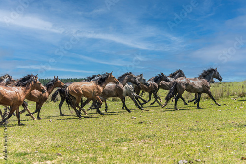 Wild horses galloping in the countryside of Corrientes, Argentina.