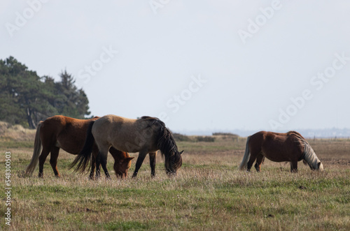 herd of horses in field