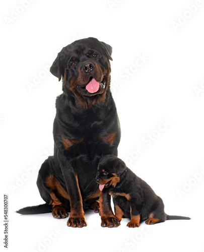 adult and puppy rottweiler