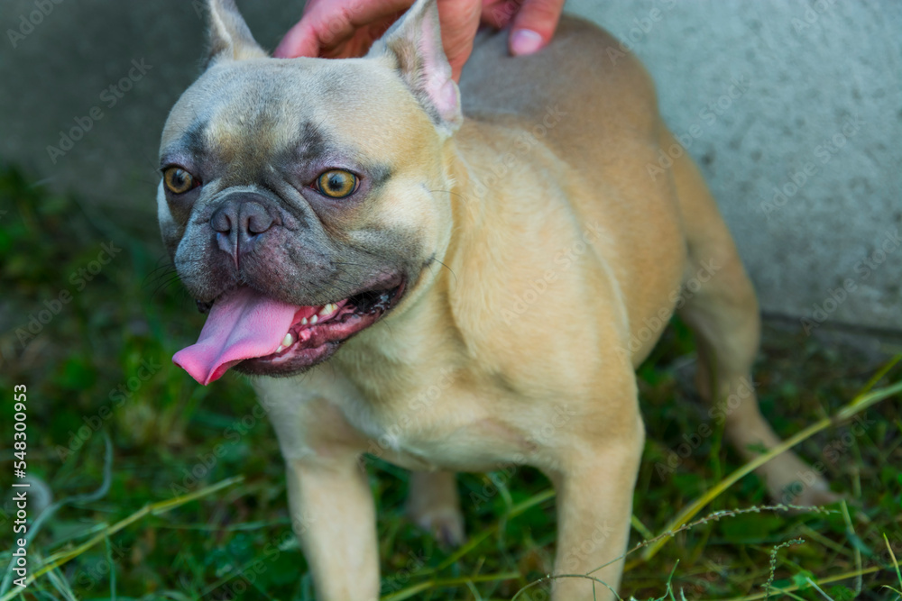 Male French bulldog breed dog in a garden Male French bulldog breed dog in a garden
