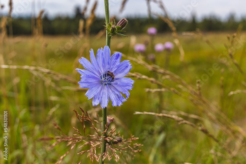 Cornflower among grases on Carpathian mountains meadow photo