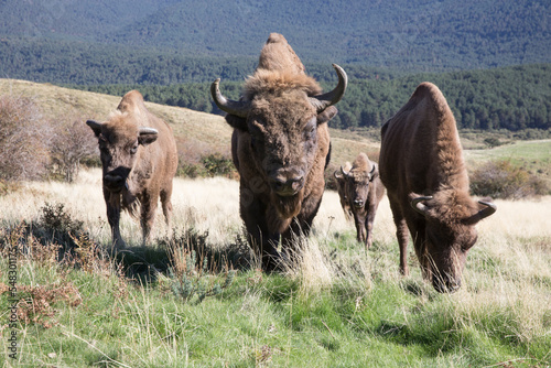 Wild free roaming European bison Bison bonasus bovid in natural landscape