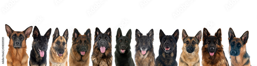 german shepherds in studio