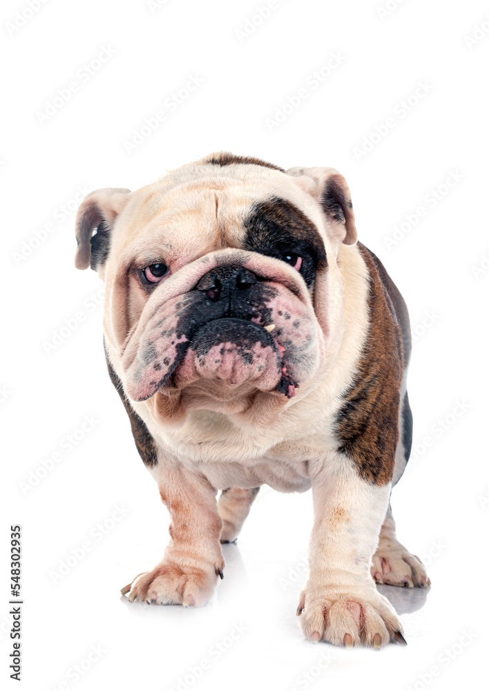 english bulldog in studio