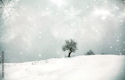 Lonely tree in snow