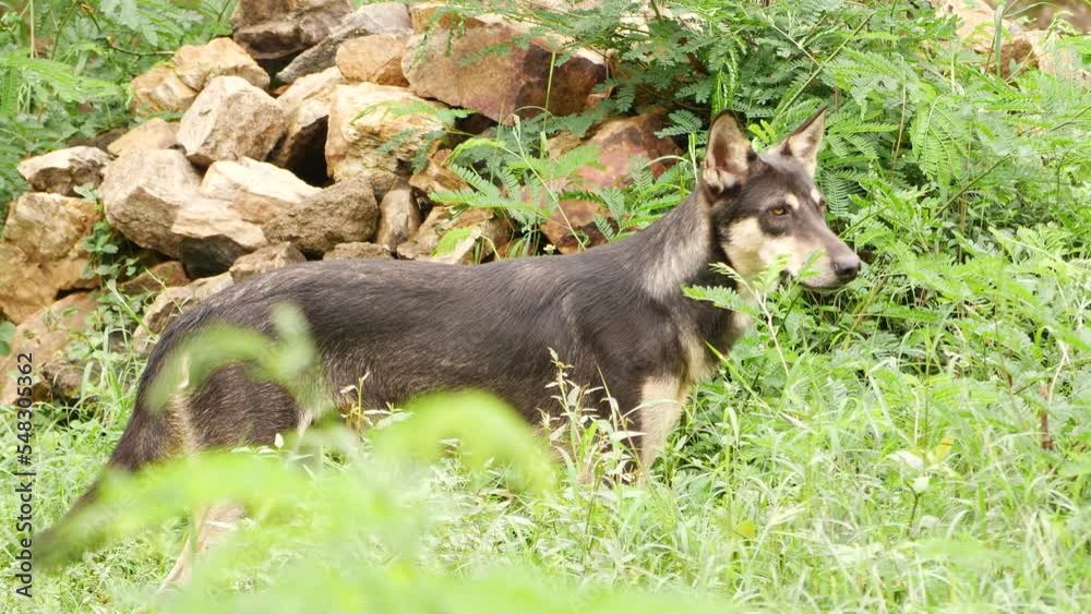 Black fox standing in Forest Black fox standing in Forest