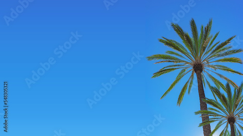 Palm trees with a clear blue sky and copy space