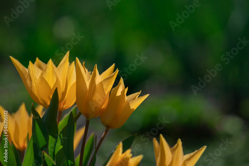 Yellow holly tulips in a flower bed in the park.